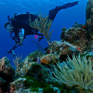 Scuba Diving Courses Cozumel Mexico