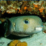 Posing-Puffer