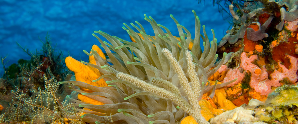 blue xt sea diving cozumel