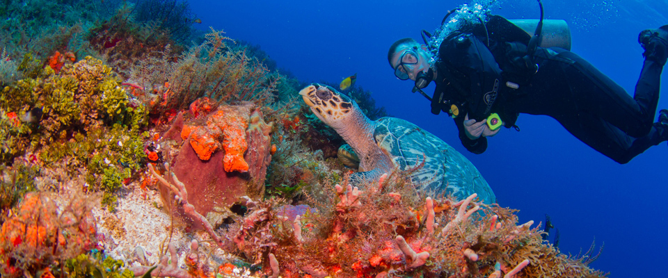 blue xt sea diving cozumel