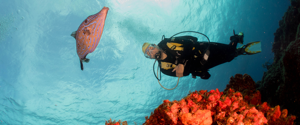 blue xt sea diving cozumel